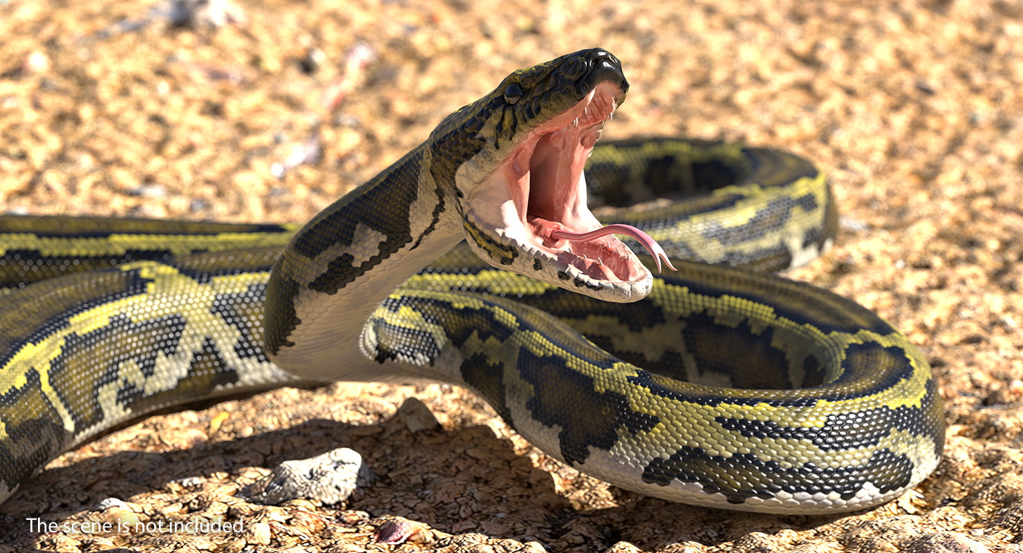 3D model Green Python Snake Attack Pose