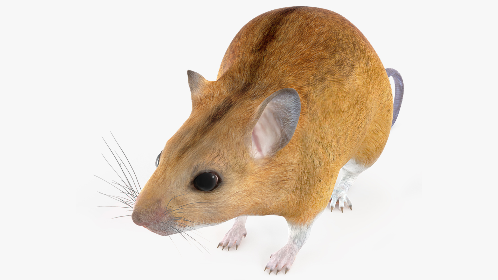 3D model Kakadu Pebble-mound Mouse Idle Pose