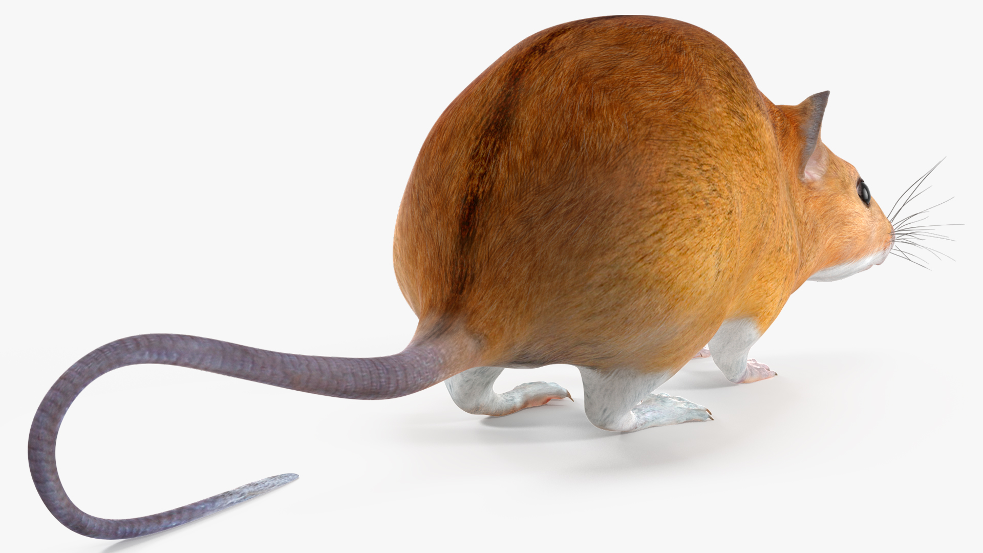 3D model Kakadu Pebble-mound Mouse Idle Pose