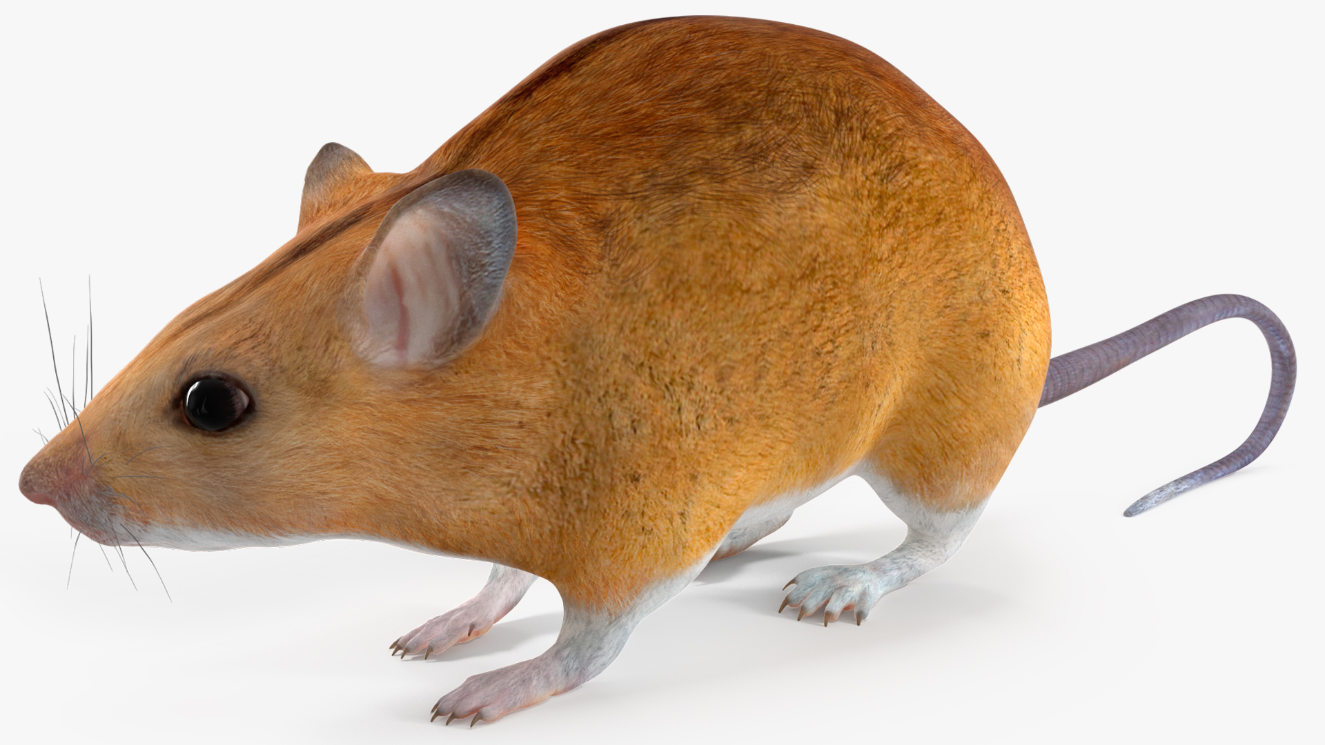 3D model Kakadu Pebble-mound Mouse Idle Pose