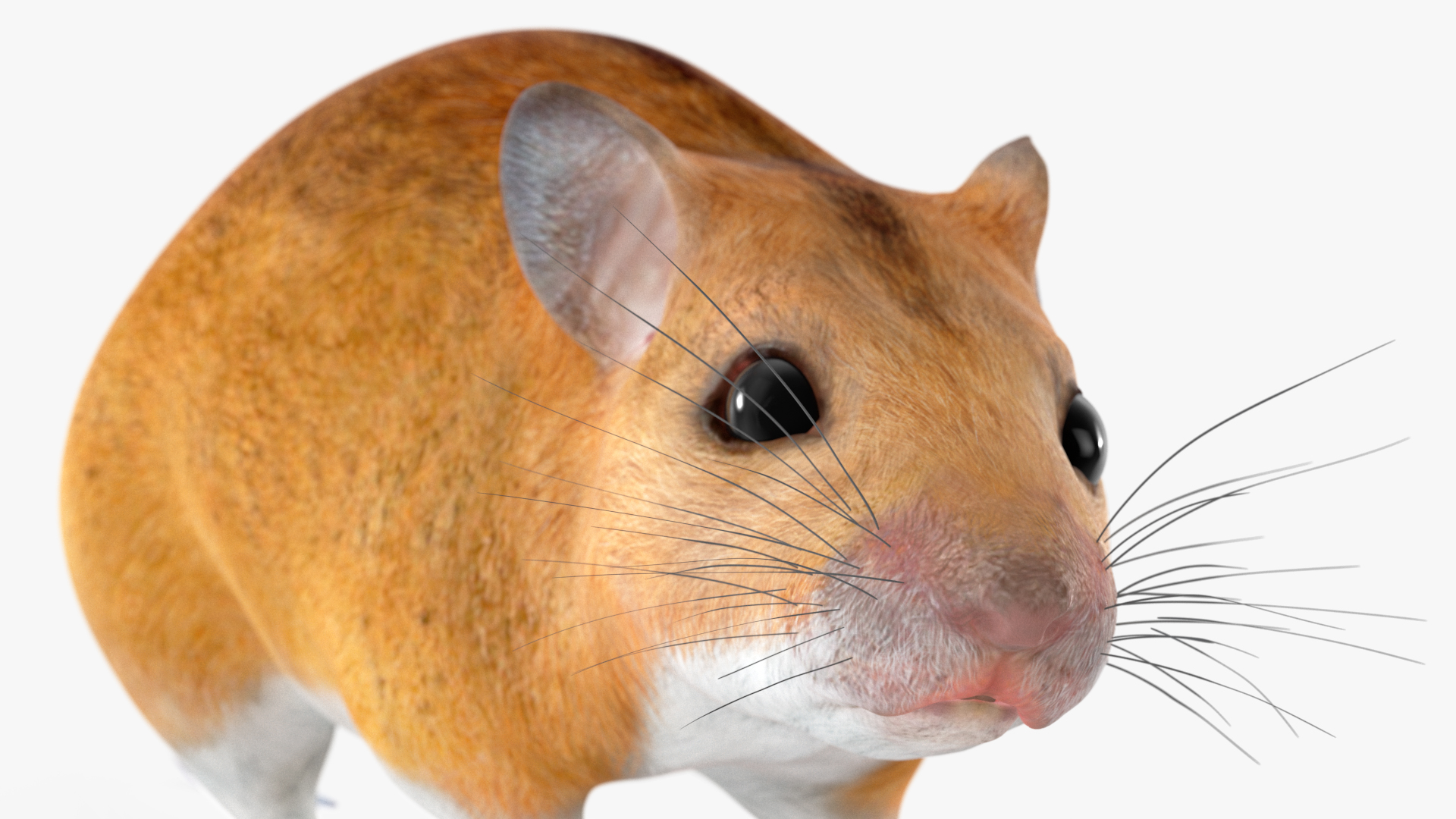 3D model Kakadu Pebble-mound Mouse Idle Pose