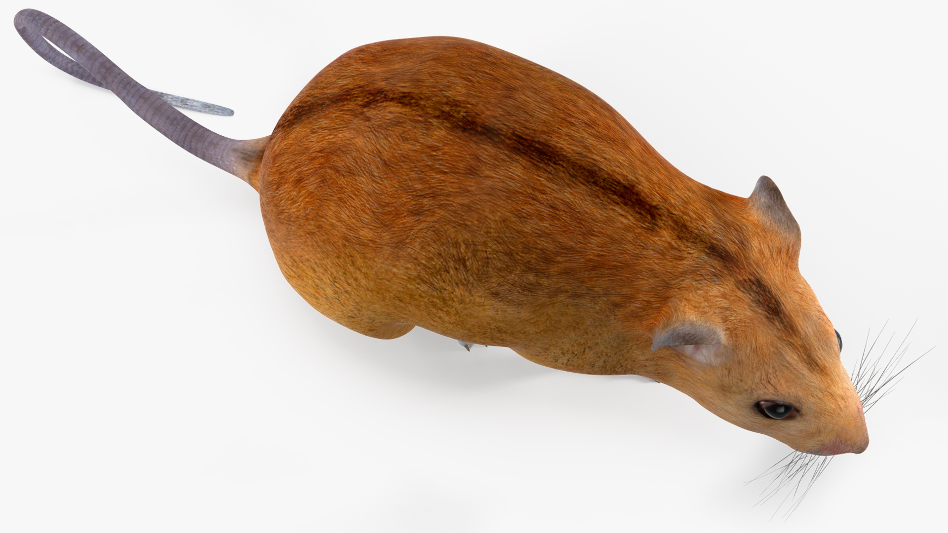 3D model Kakadu Pebble-mound Mouse Idle Pose