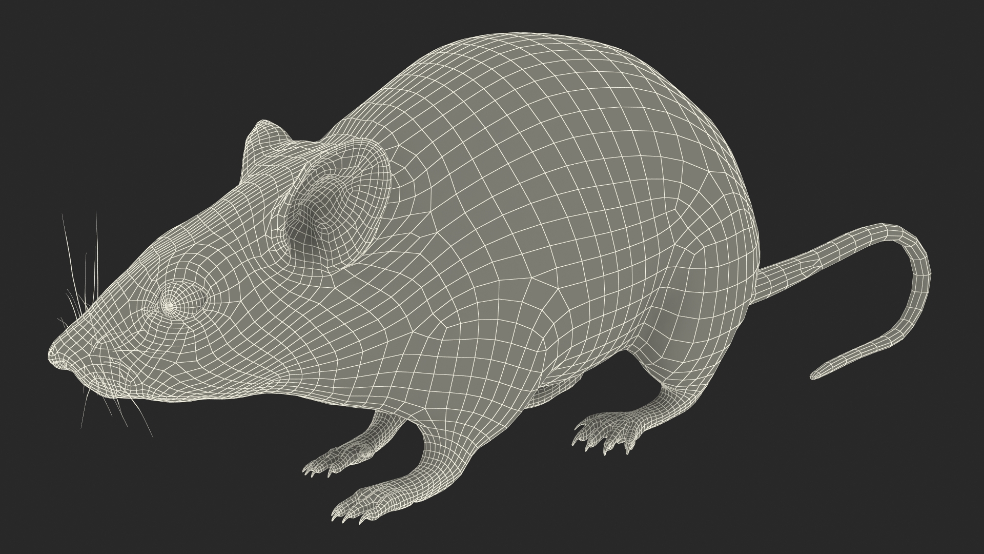 3D model Kakadu Pebble-mound Mouse Idle Pose