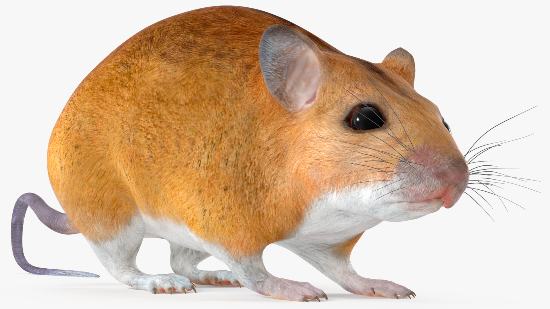 3D model Kakadu Pebble-mound Mouse Idle Pose