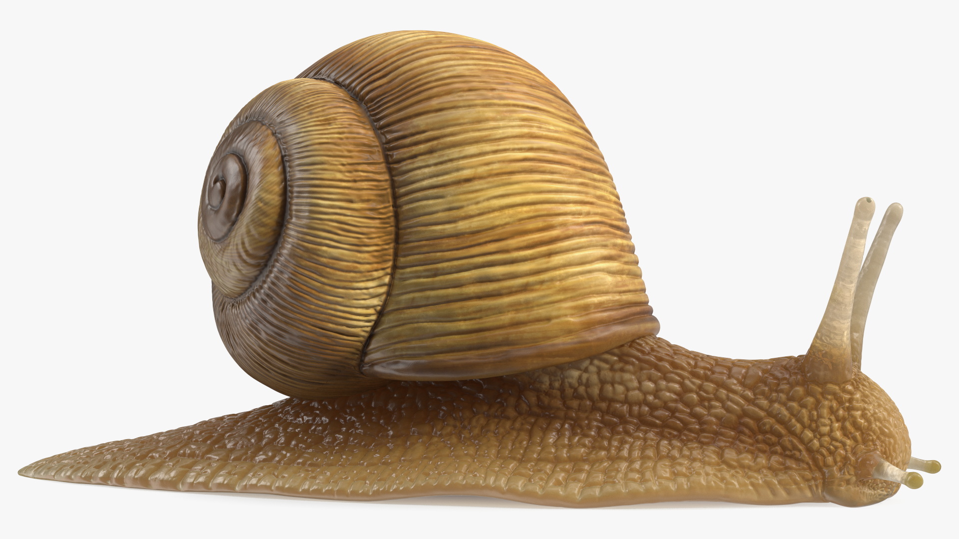 Garden Snail Rigged 3D model