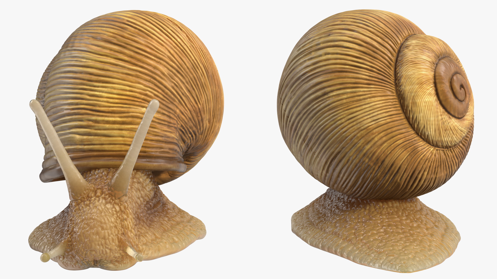 Garden Snail Rigged 3D model