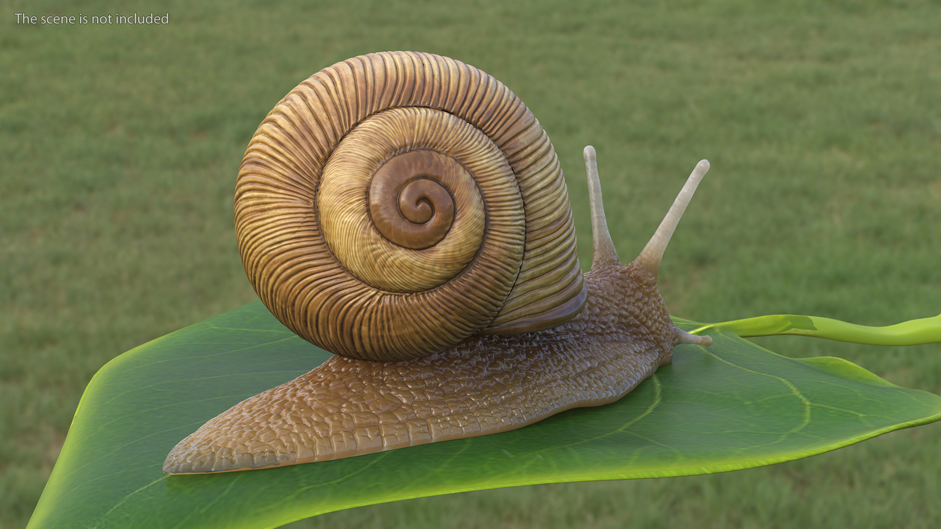 Garden Snail Rigged 3D model