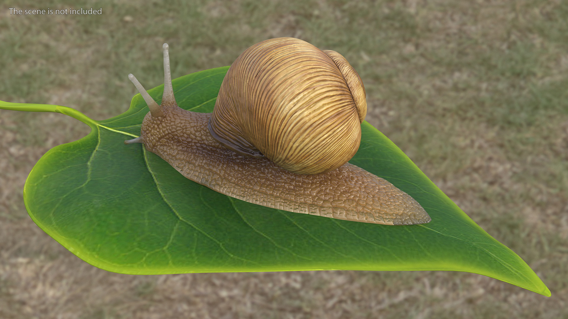 Garden Snail Rigged 3D model