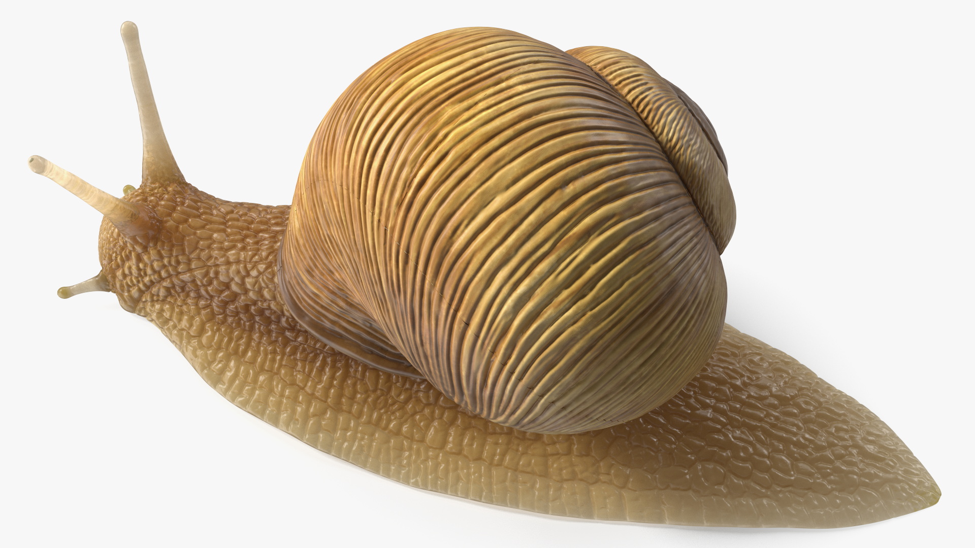 Garden Snail Rigged 3D model