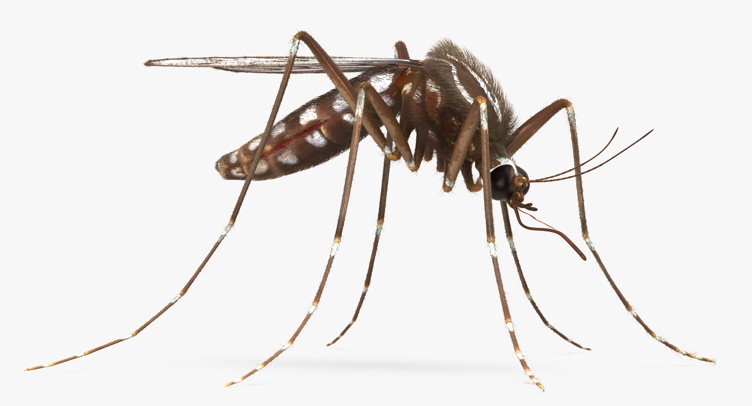 Mosquito with Fur 3D