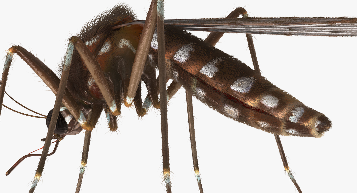 Mosquito with Fur 3D