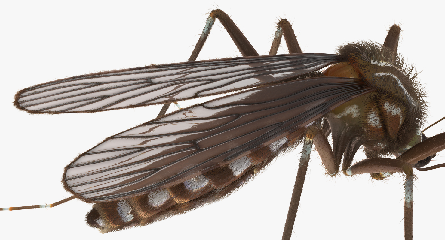 Mosquito with Fur 3D