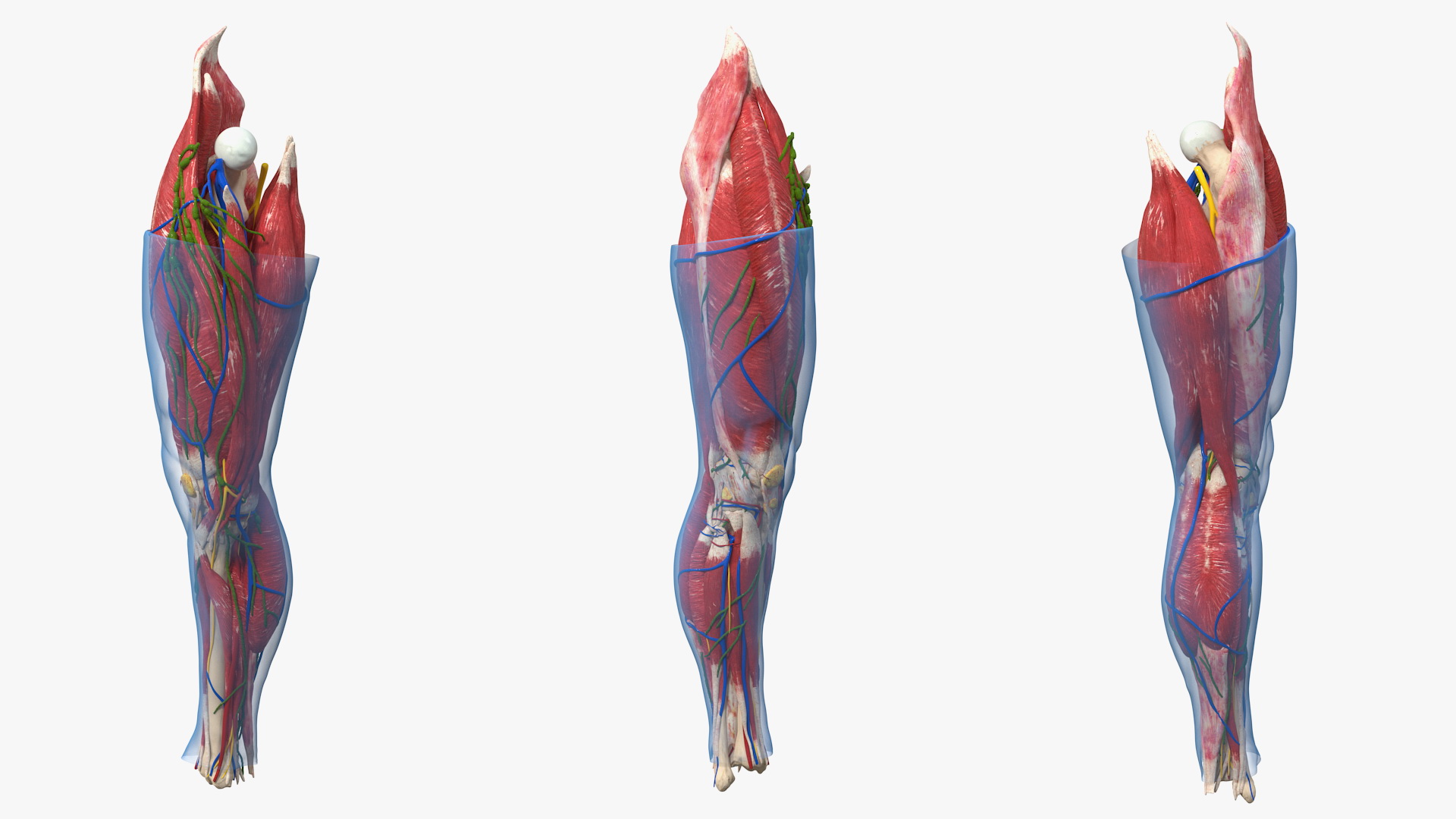 3D Human Knee Joint Anatomy Rigged