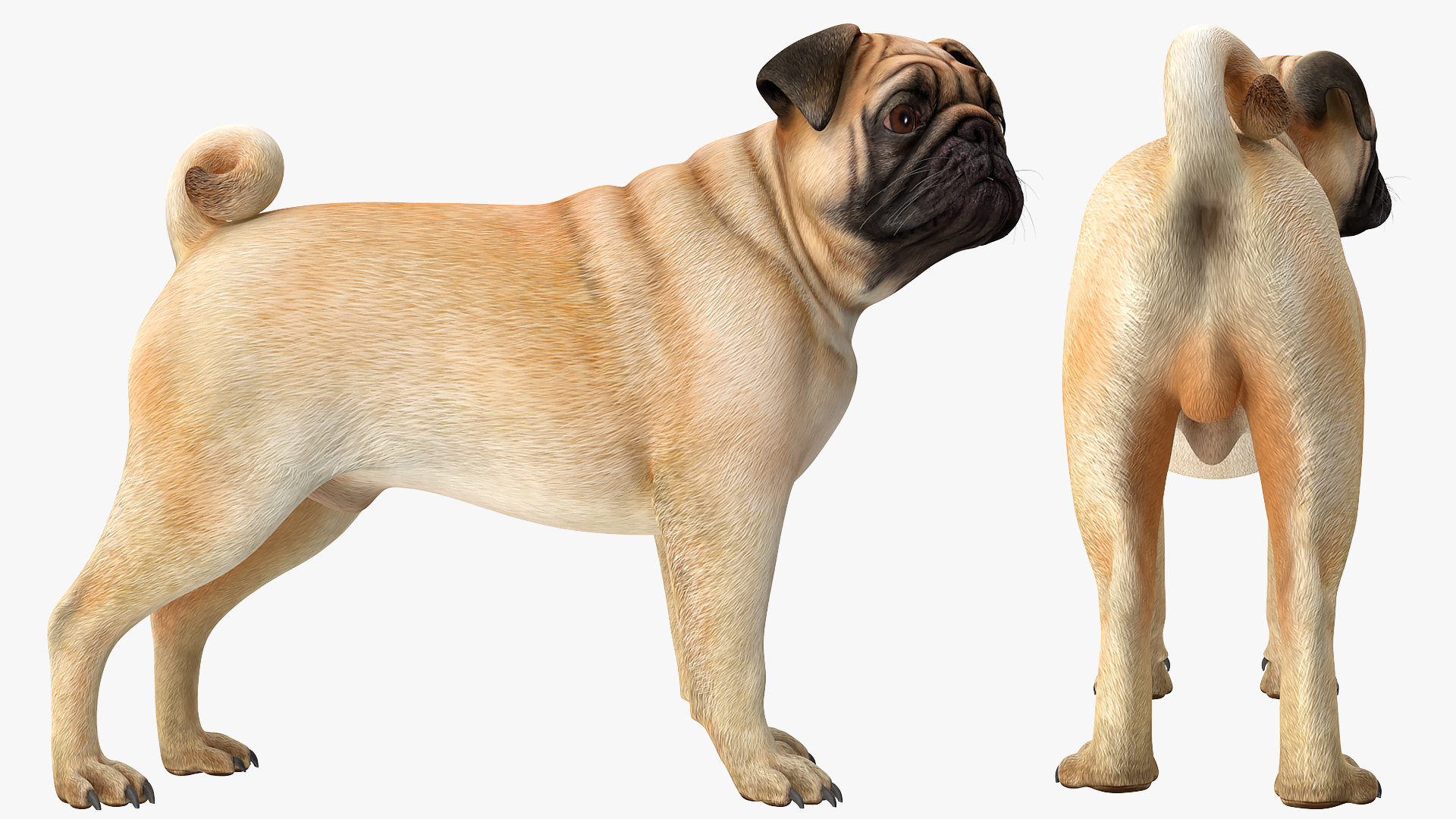 Pug Dog 3D model