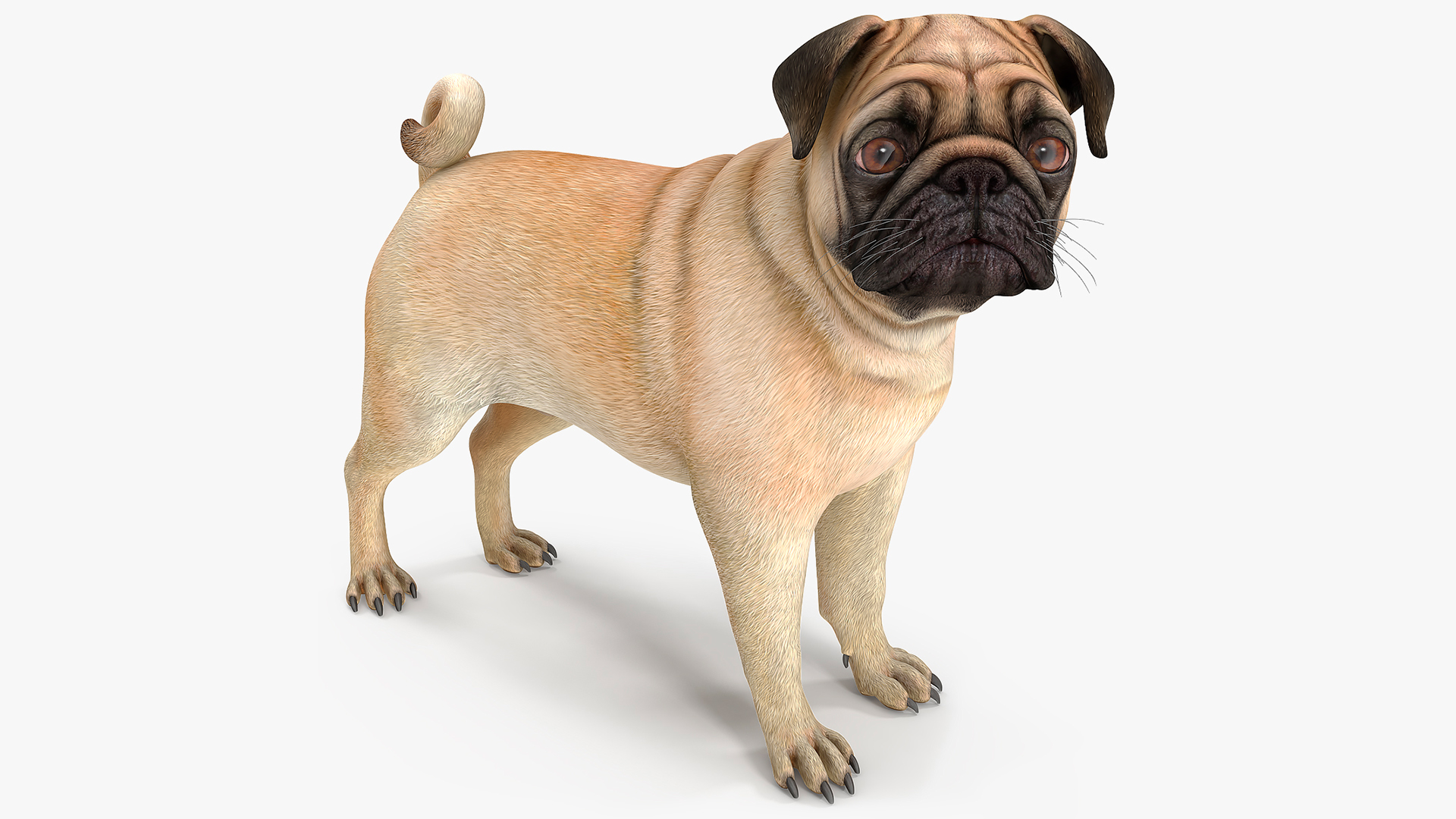 Pug Dog 3D model