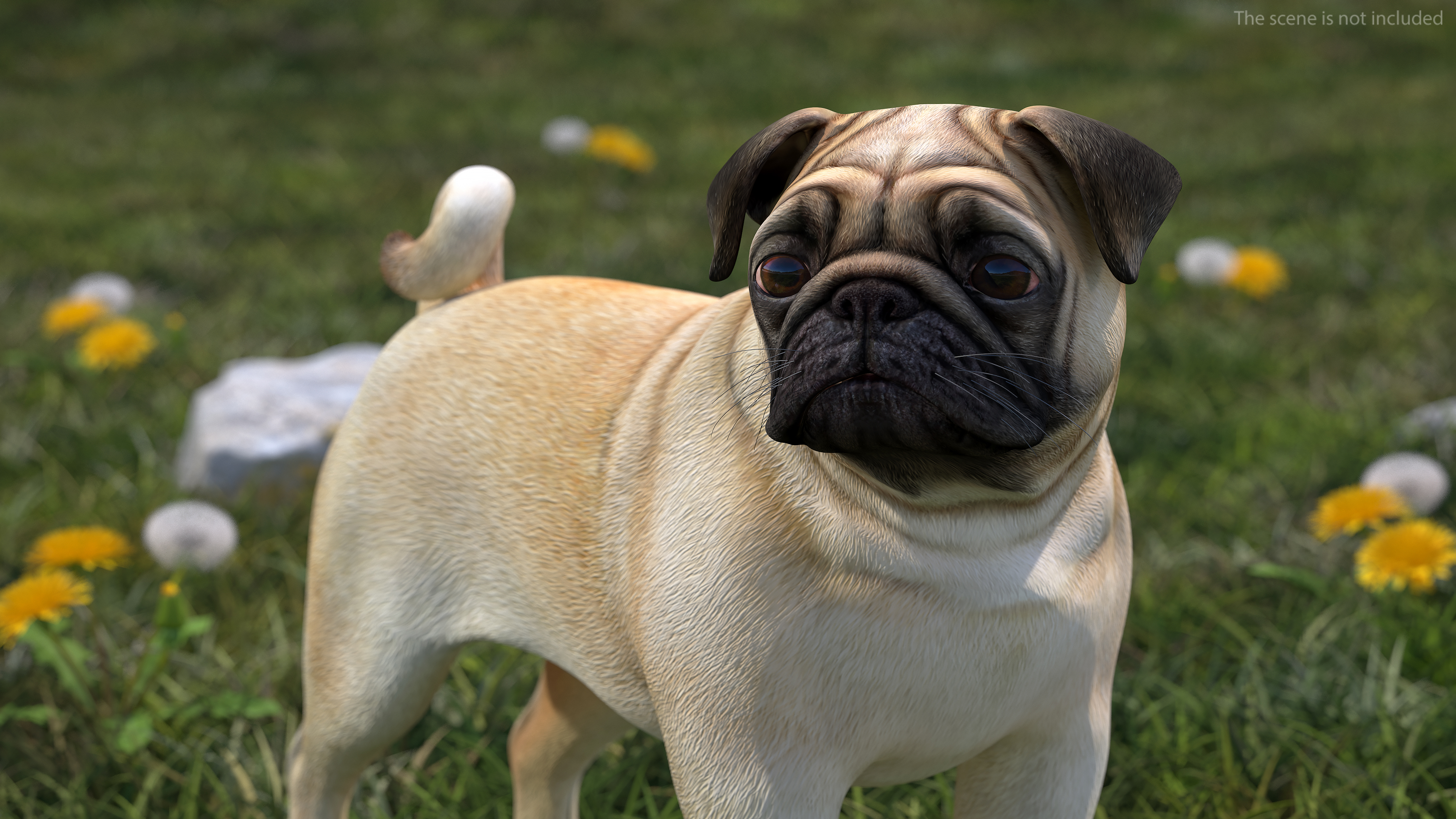 Pug Dog 3D model