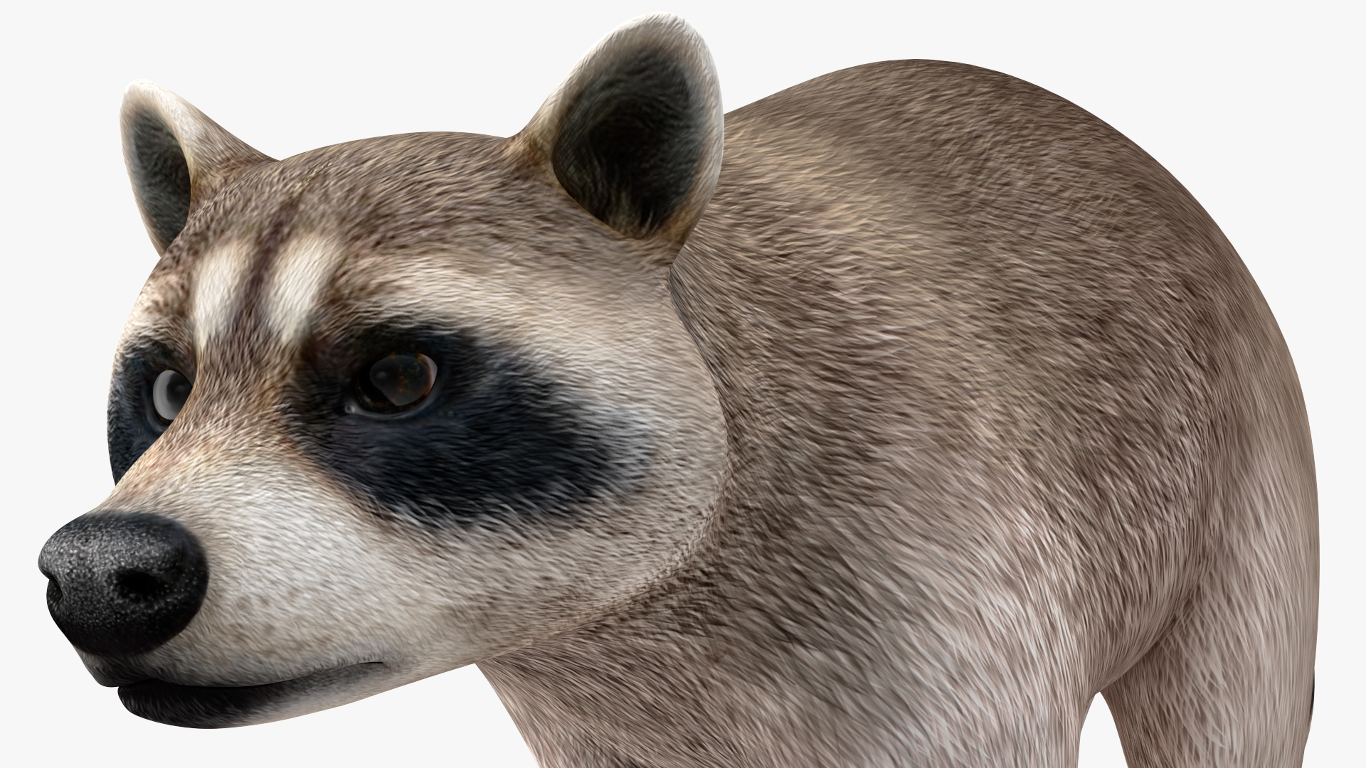 3D model Raccoon Walking Pose