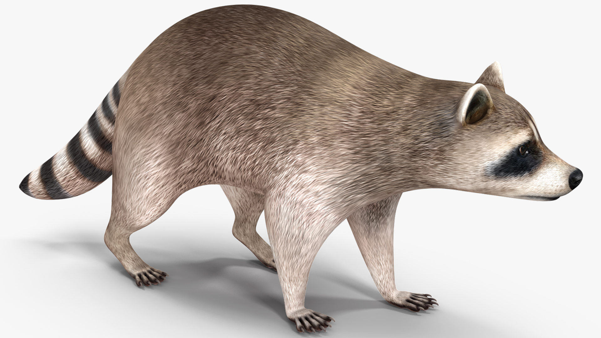 3D model Raccoon Walking Pose