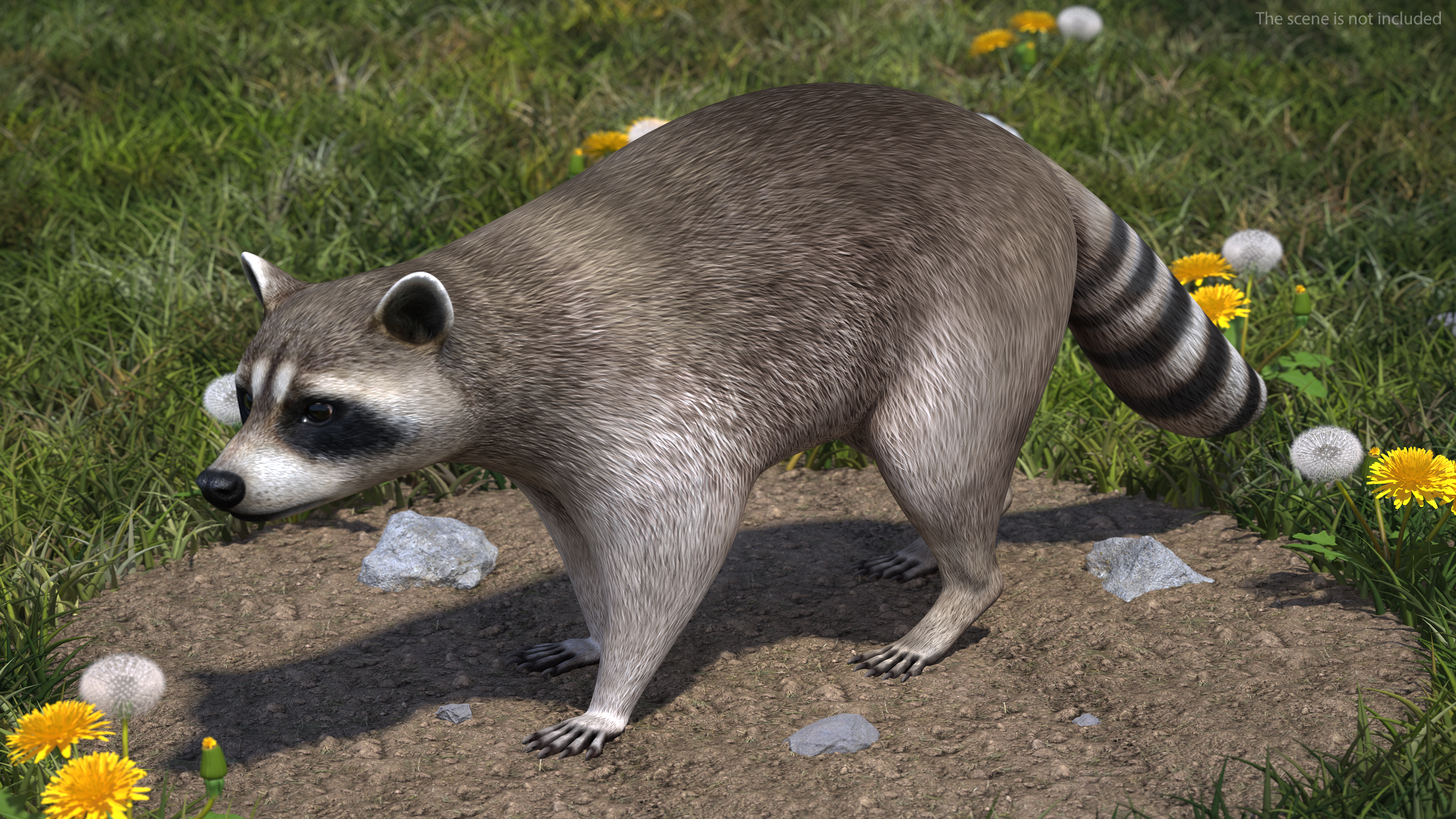 3D model Raccoon Walking Pose