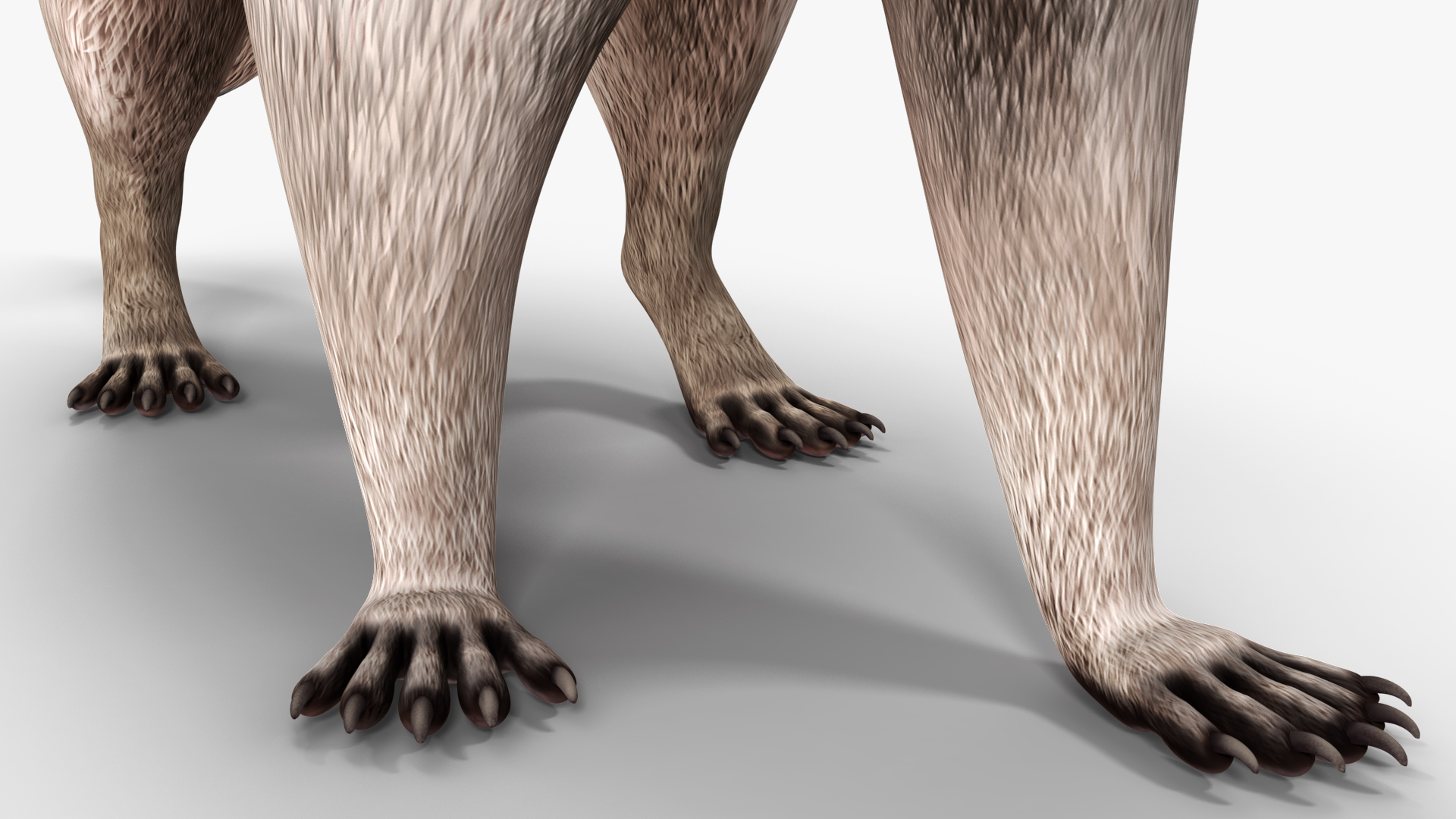 3D model Raccoon Walking Pose