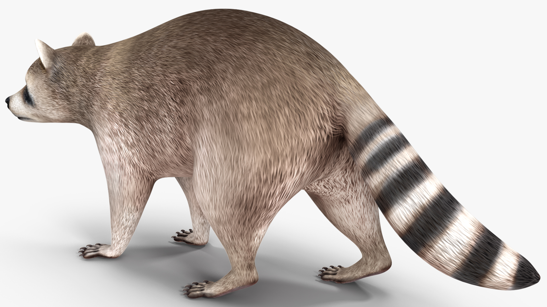 3D model Raccoon Walking Pose