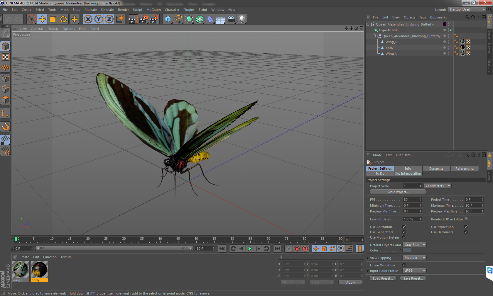 3D model Queen Alexandras Birdwing Butterfly