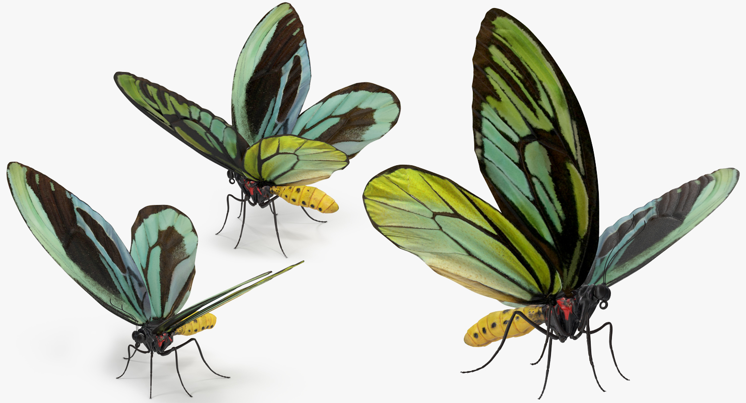 3D model Queen Alexandras Birdwing Butterfly