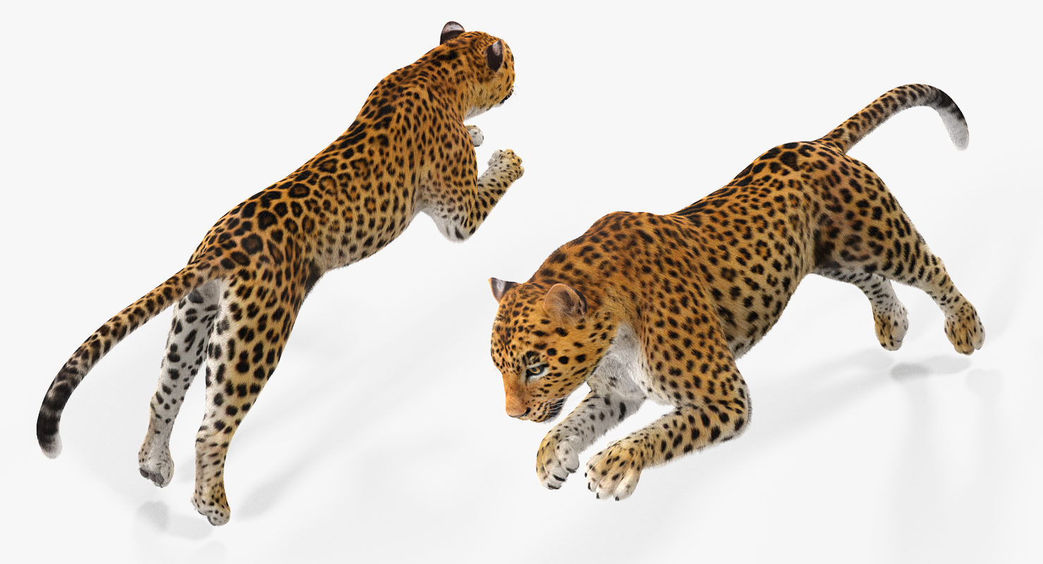 Panthera Pardus Jumping Pose with Fur 3D