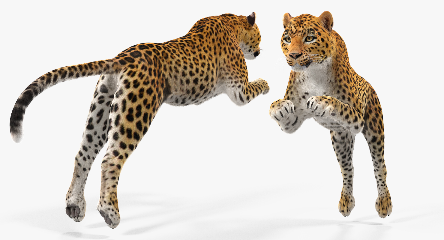 Panthera Pardus Jumping Pose with Fur 3D