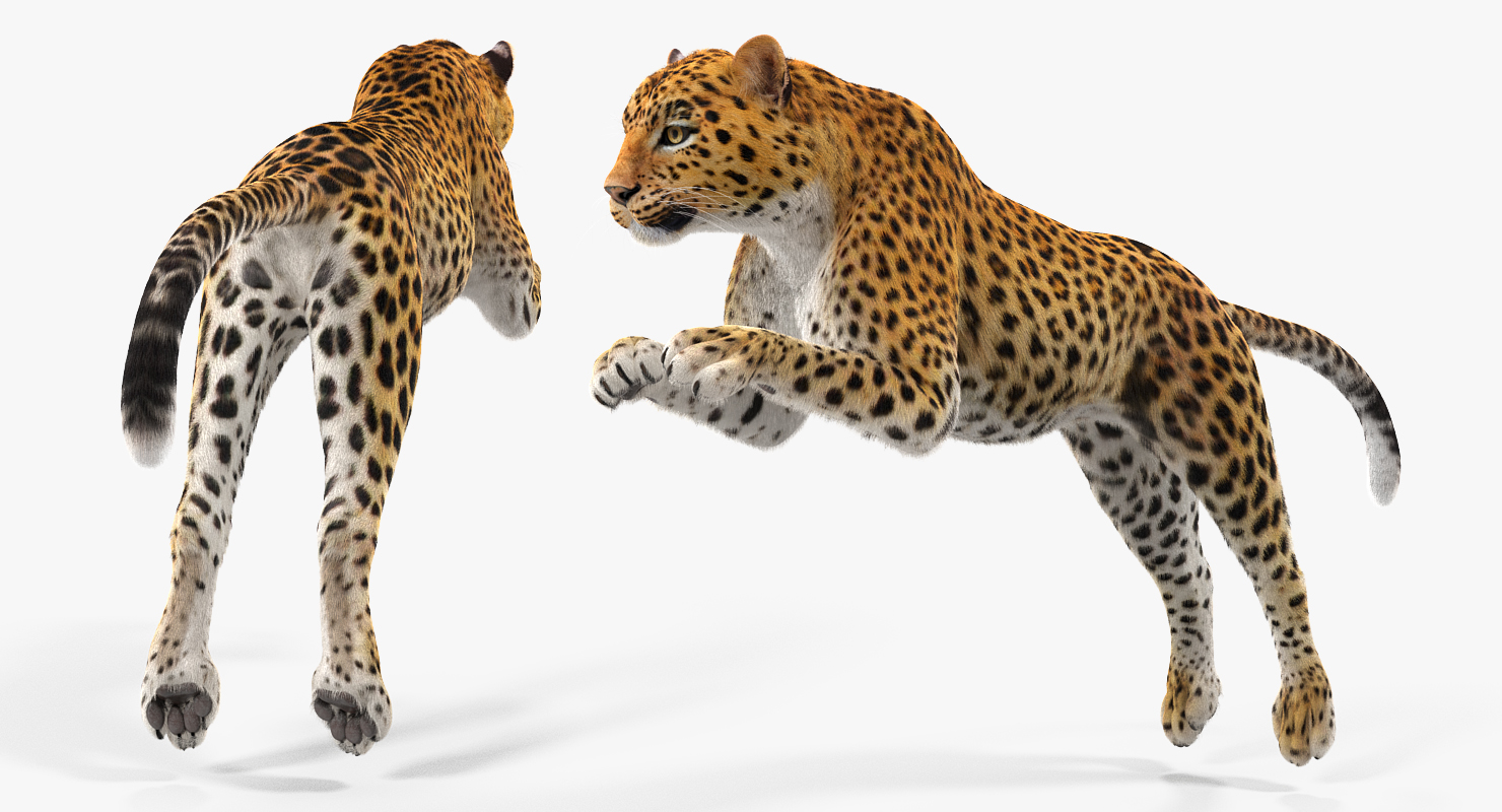 Panthera Pardus Jumping Pose with Fur 3D