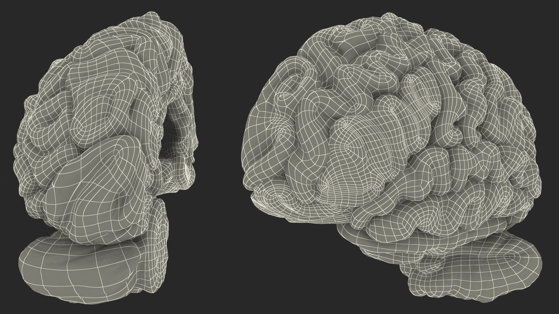 Human Brain Left Hemisphere 3D