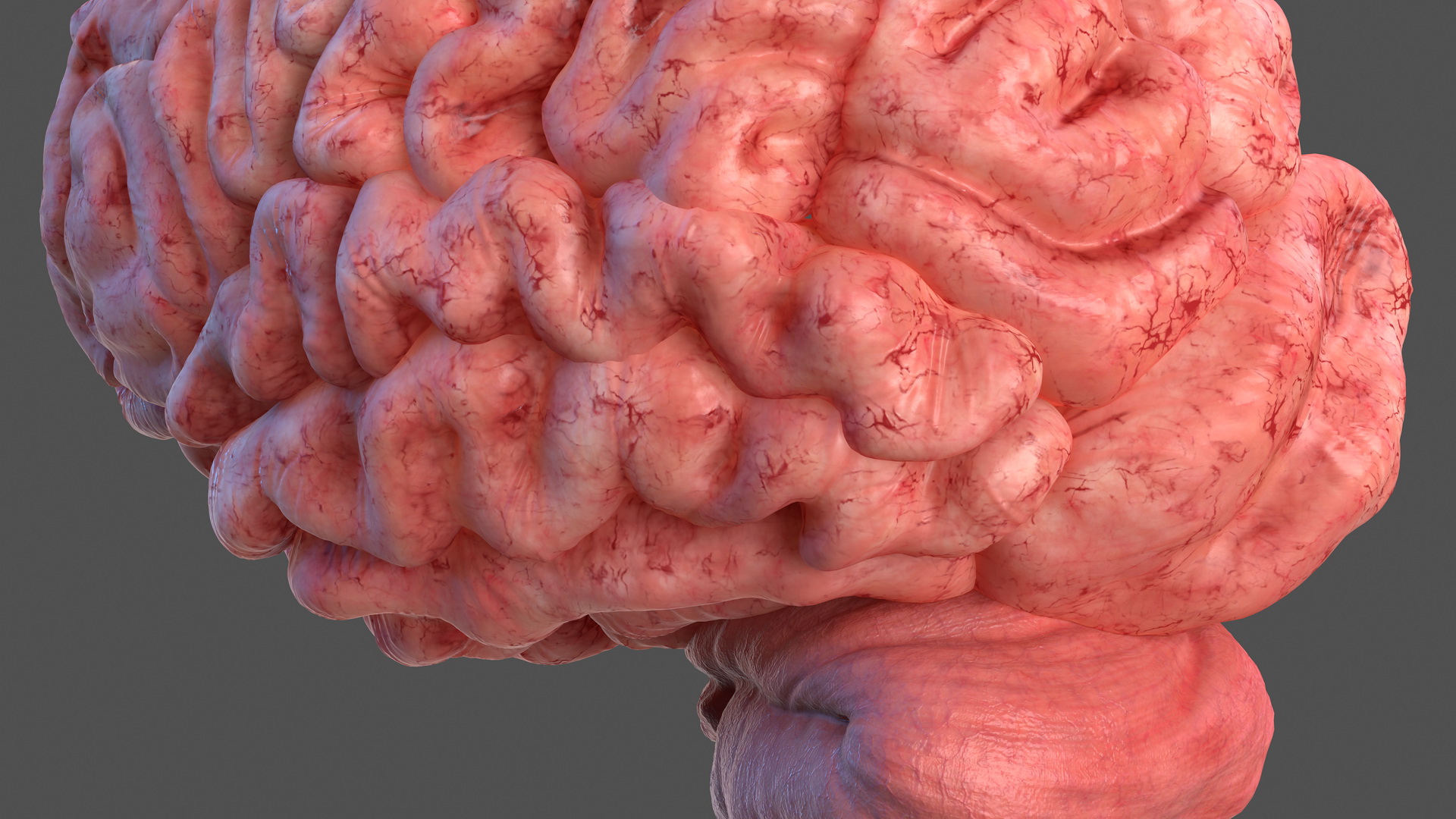 Human Brain Left Hemisphere 3D