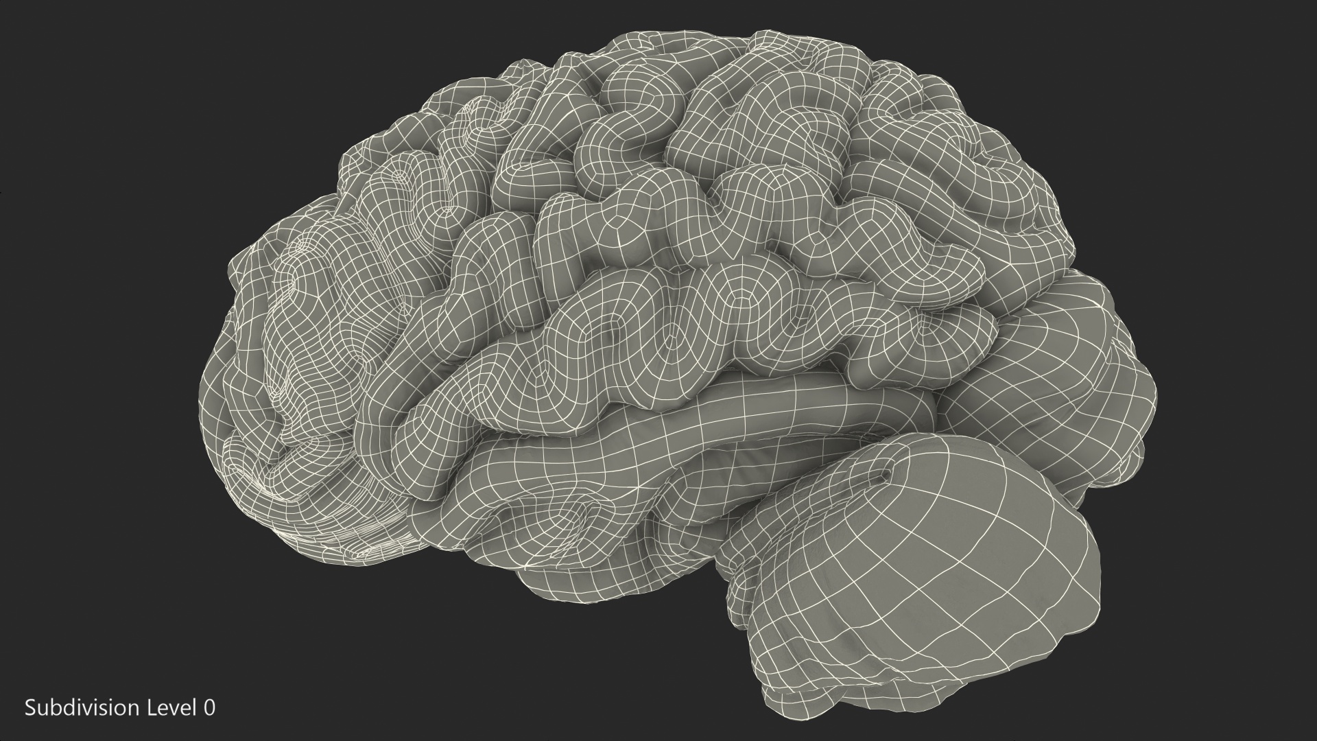 Human Brain Left Hemisphere 3D