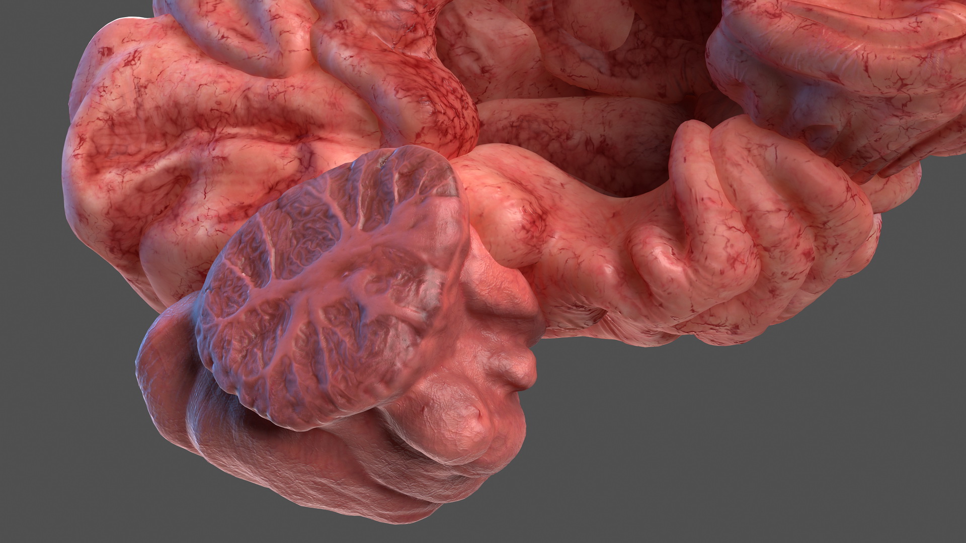 Human Brain Left Hemisphere 3D