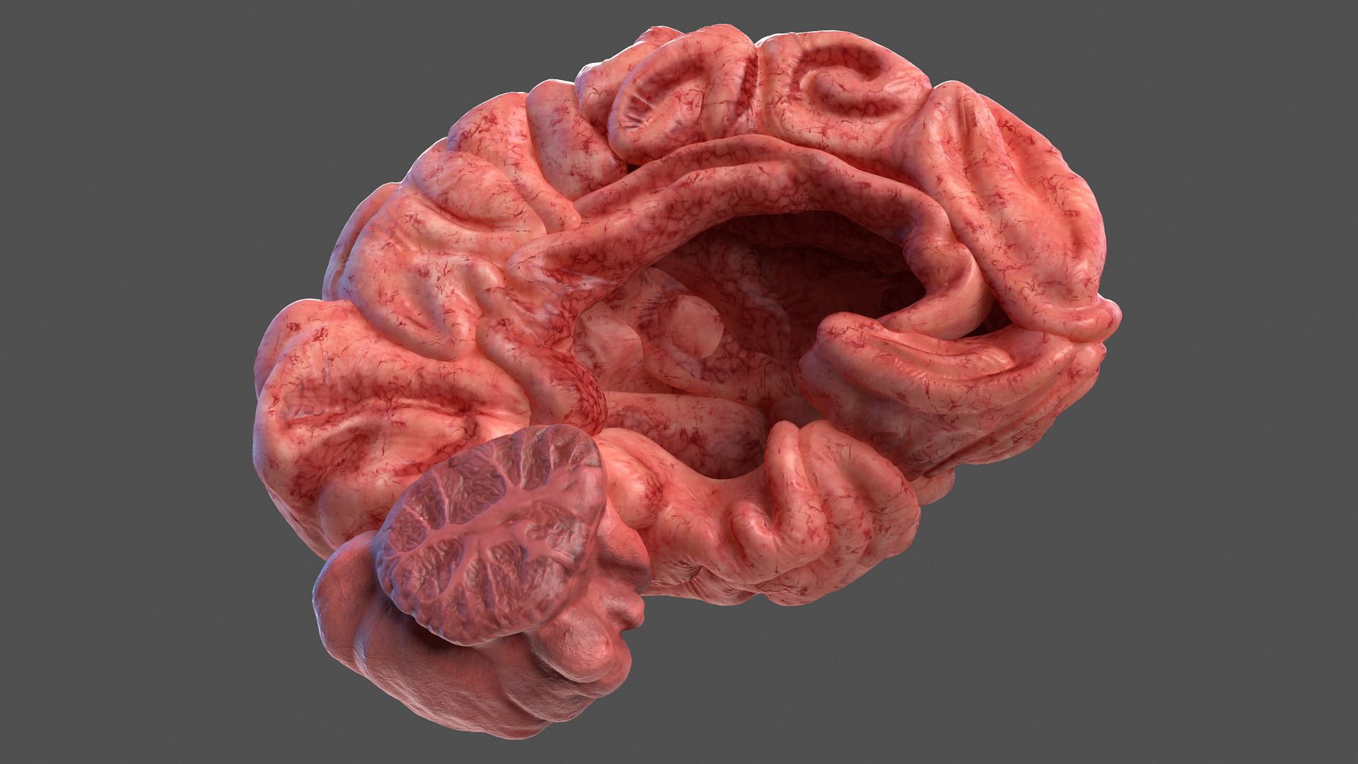 Human Brain Left Hemisphere 3D