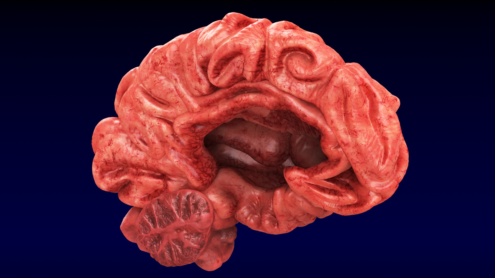 Human Brain Left Hemisphere 3D