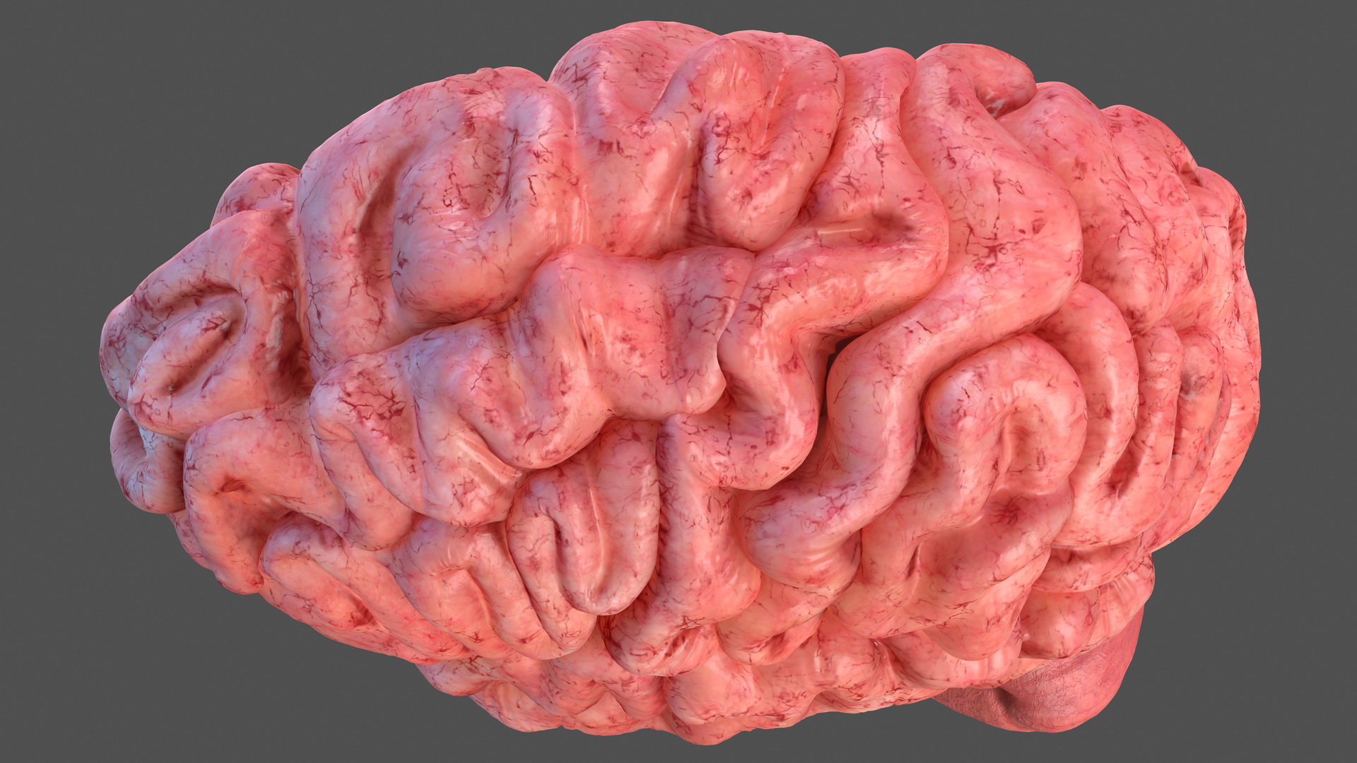 Human Brain Left Hemisphere 3D