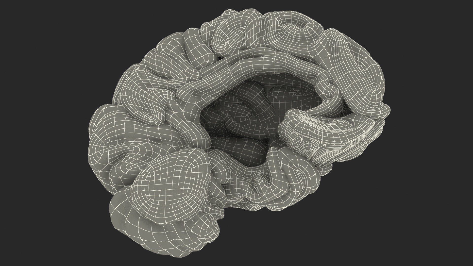 Human Brain Left Hemisphere 3D