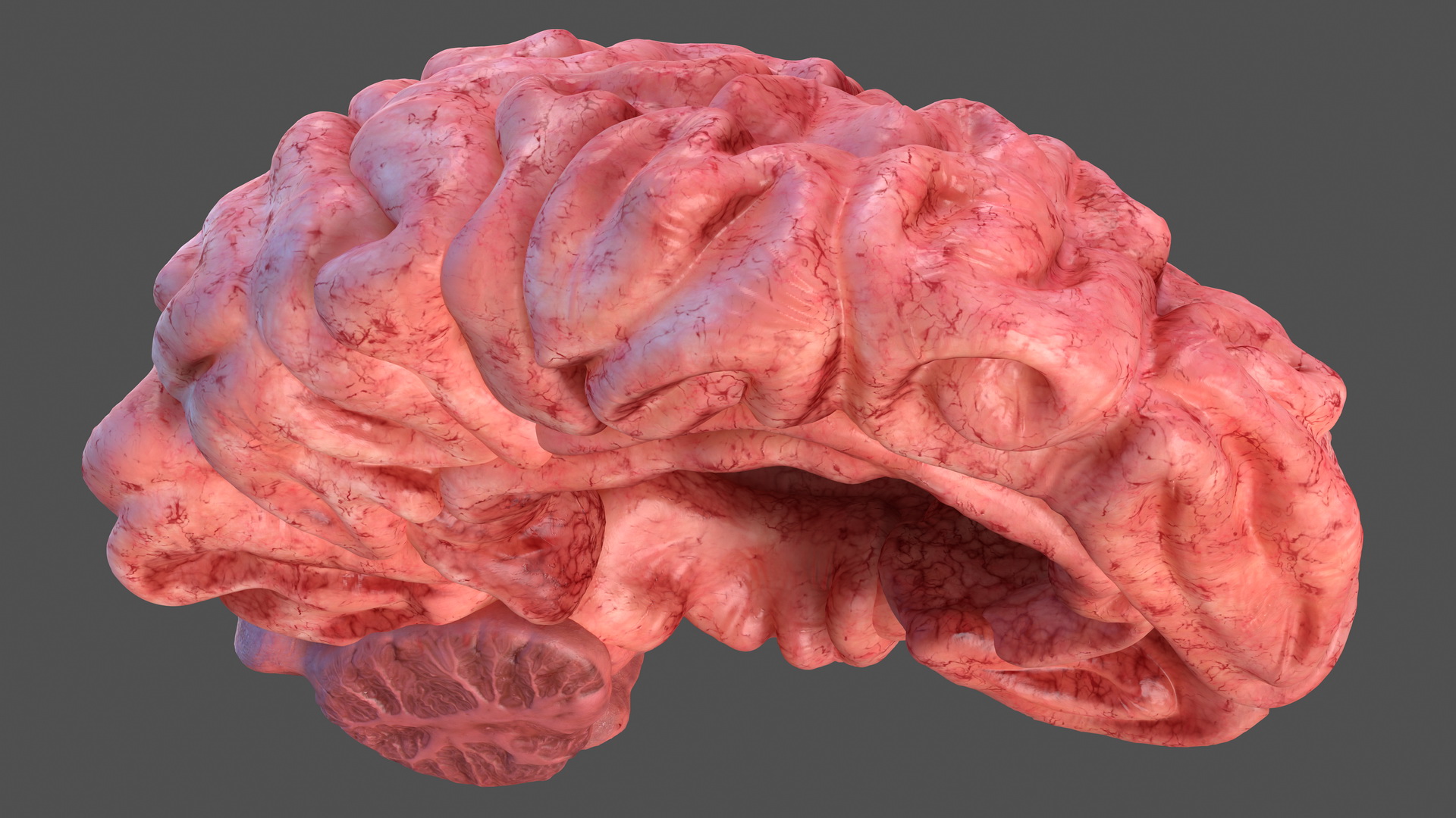 Human Brain Left Hemisphere 3D