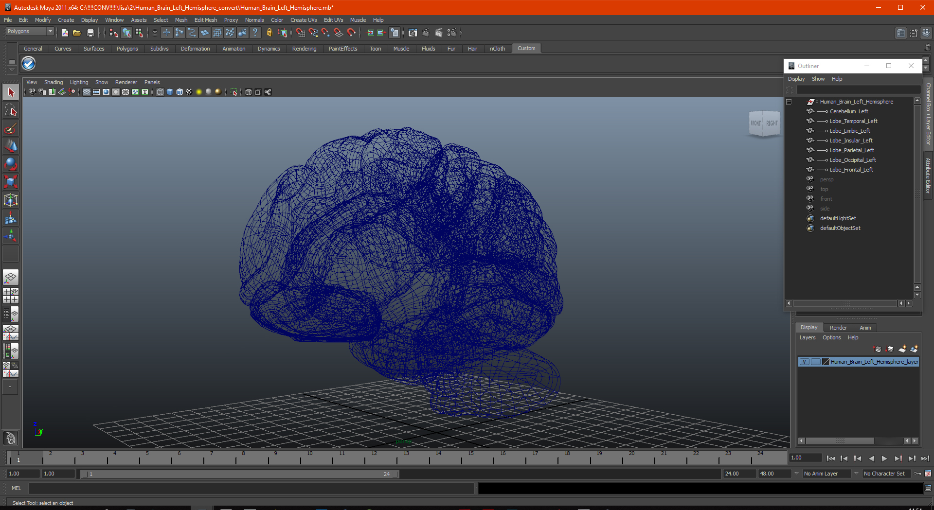 Human Brain Left Hemisphere 3D