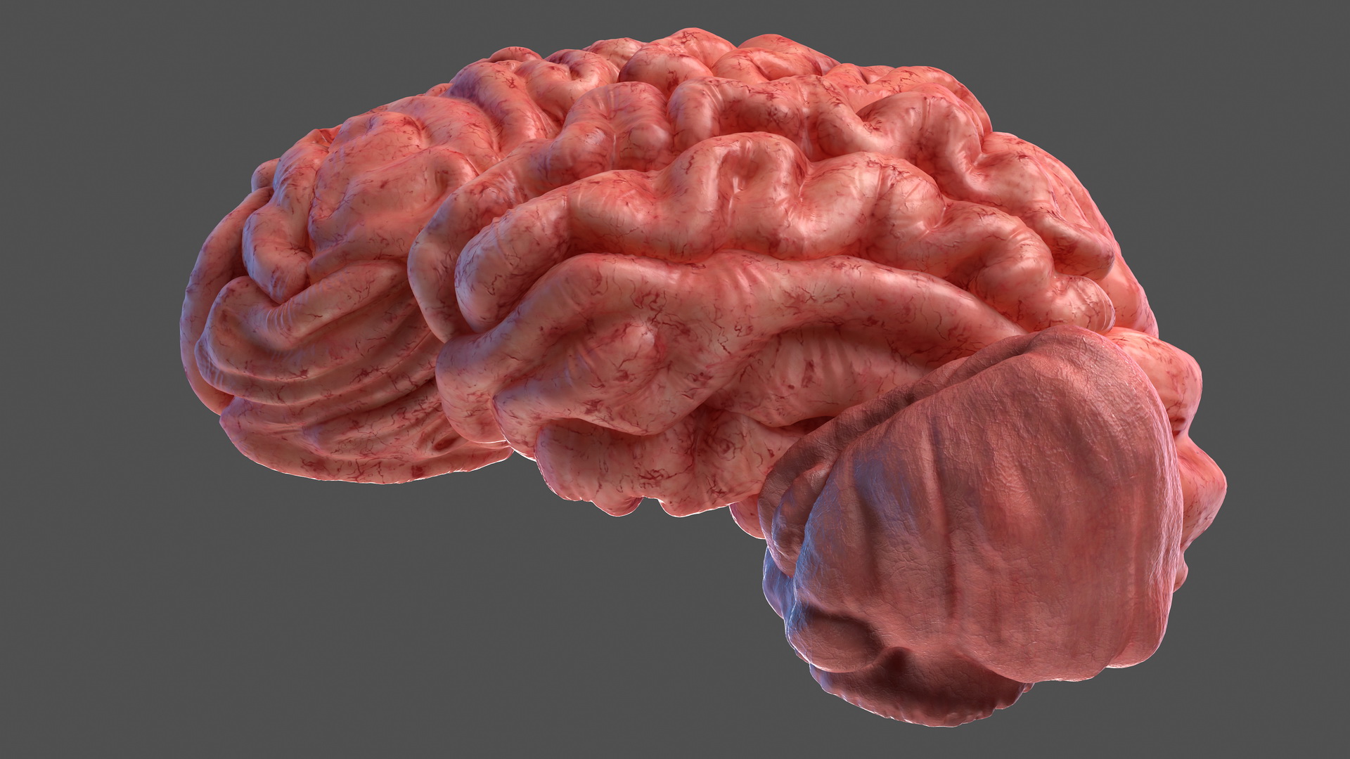 Human Brain Left Hemisphere 3D