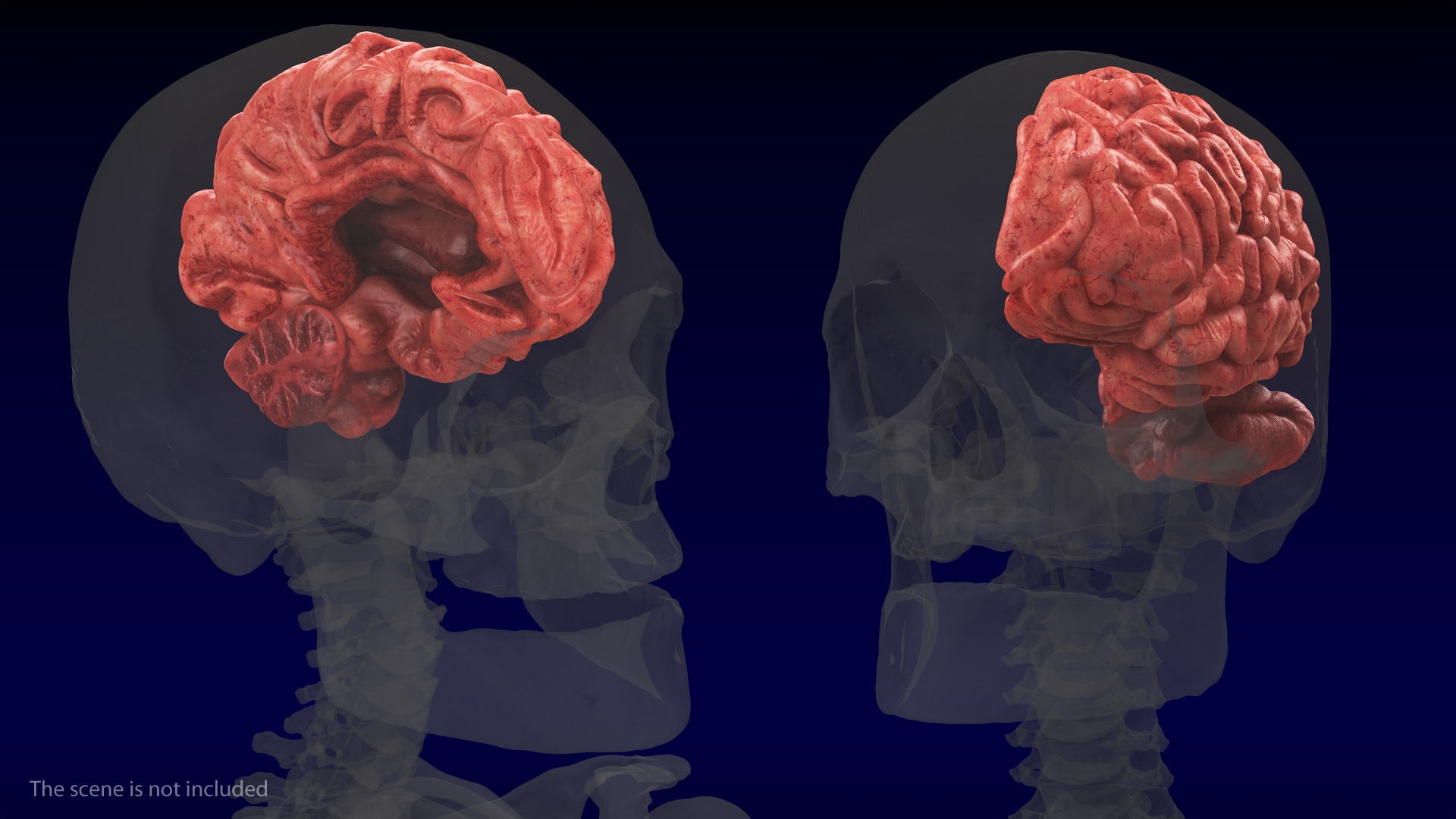 Human Brain Left Hemisphere 3D