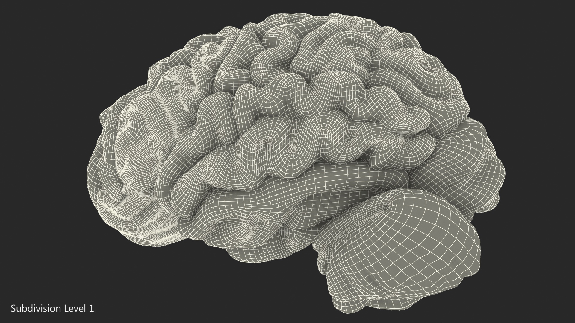 Human Brain Left Hemisphere 3D