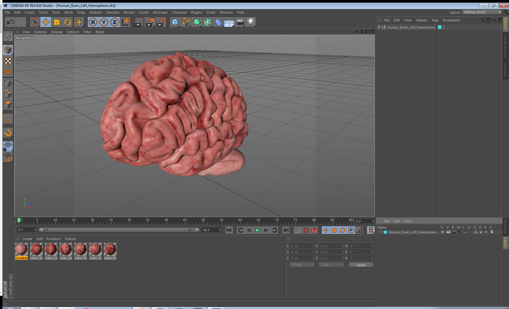 Human Brain Left Hemisphere 3D