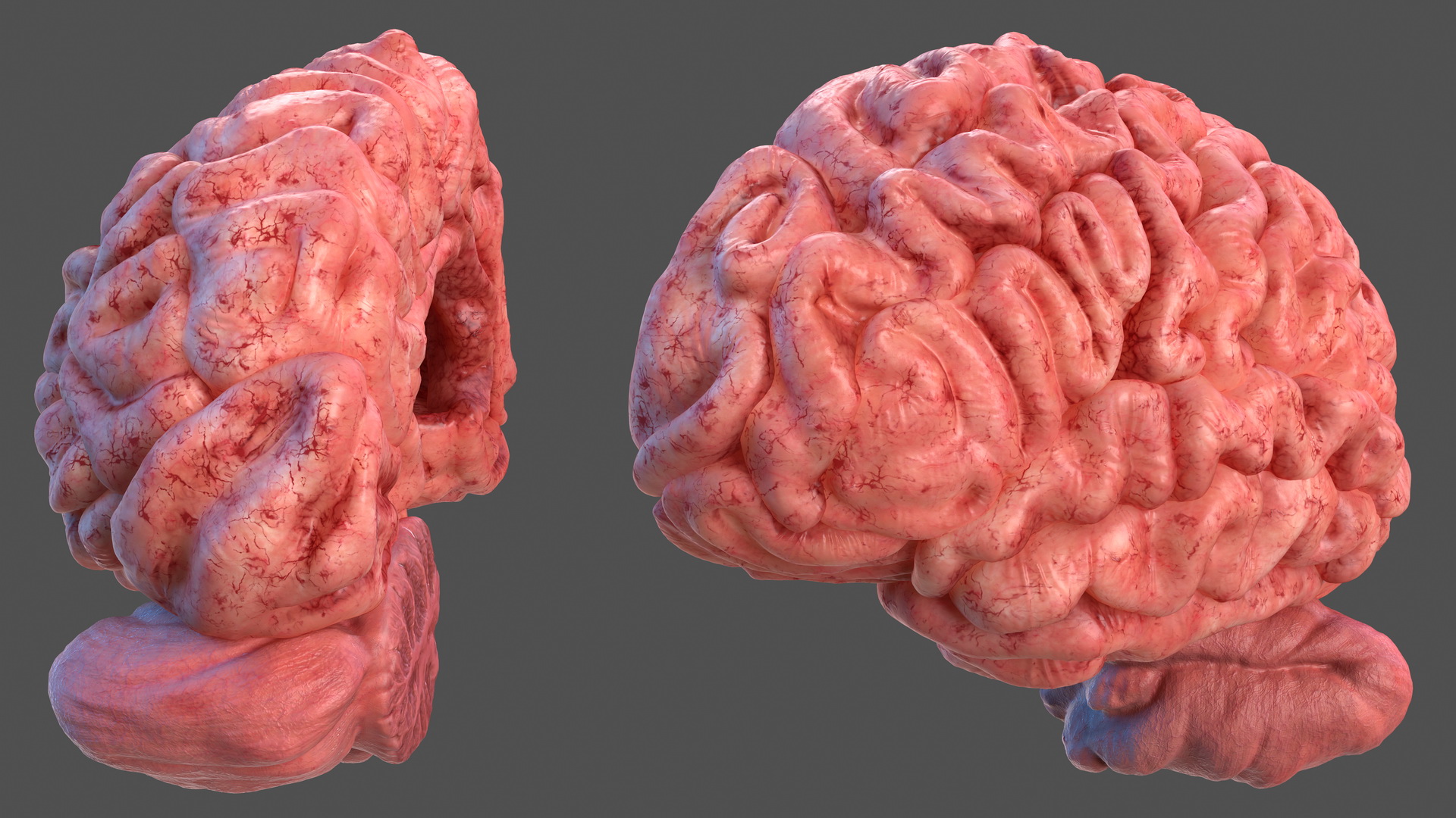 Human Brain Left Hemisphere 3D