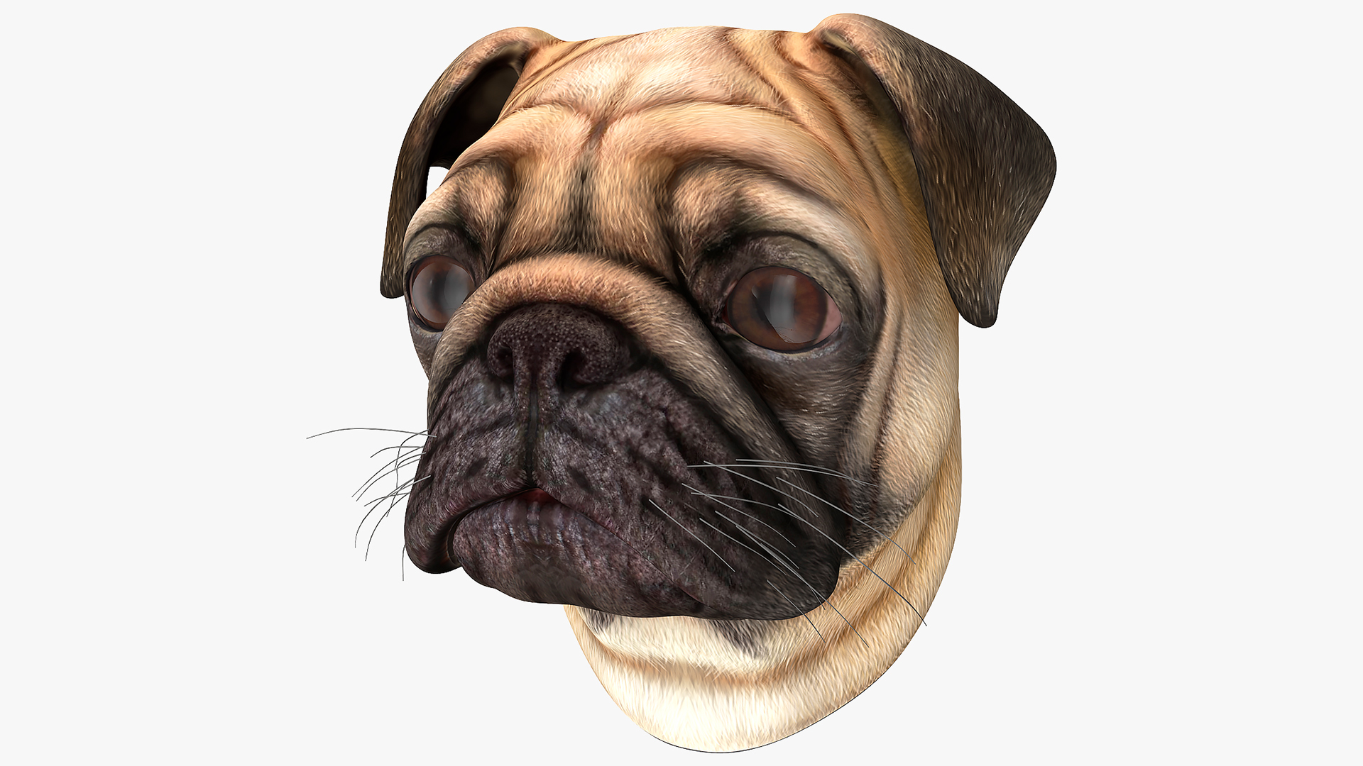 Pug Dog Head 3D