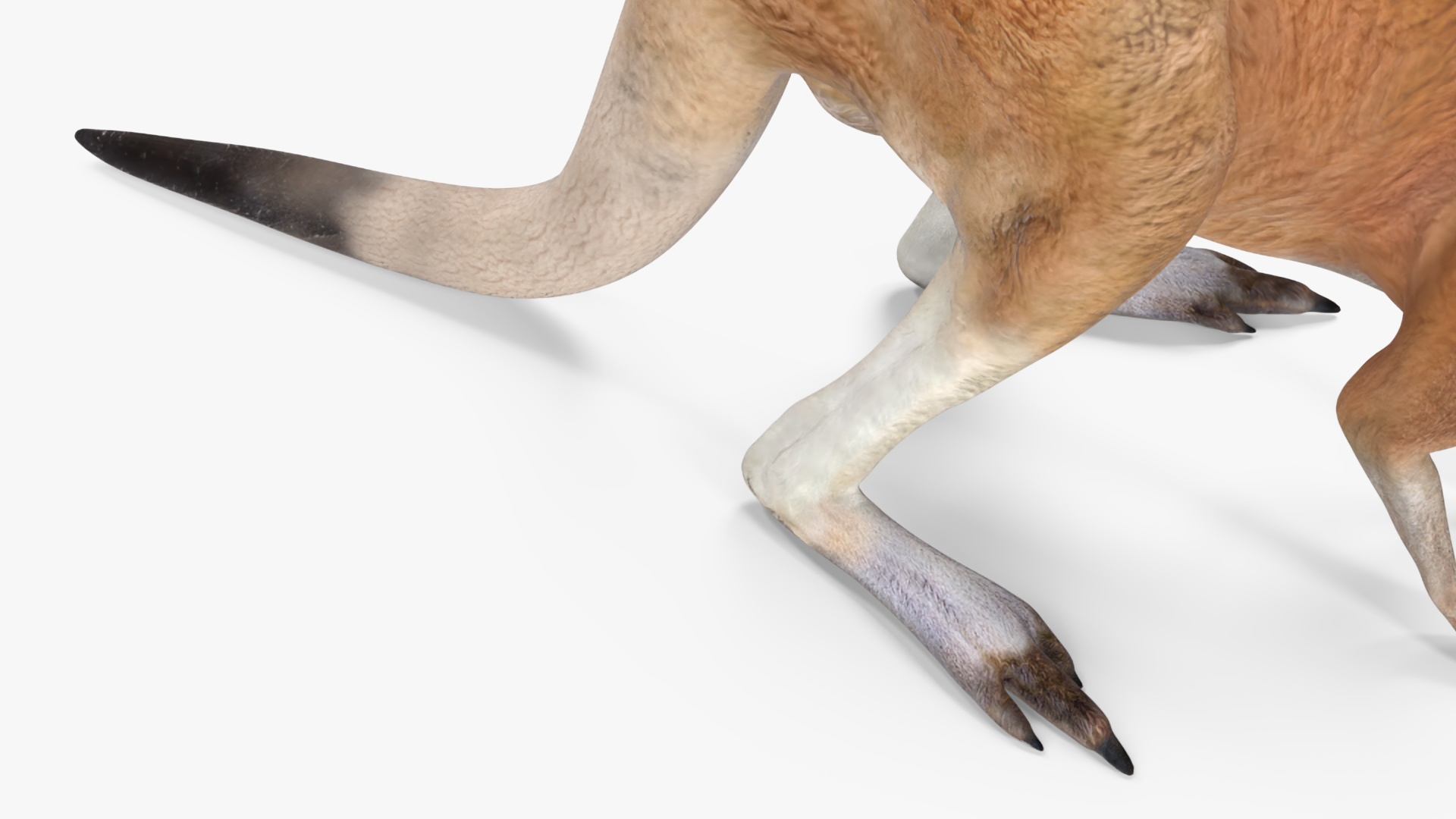 3D Kangaroo Stands on Four Paws model