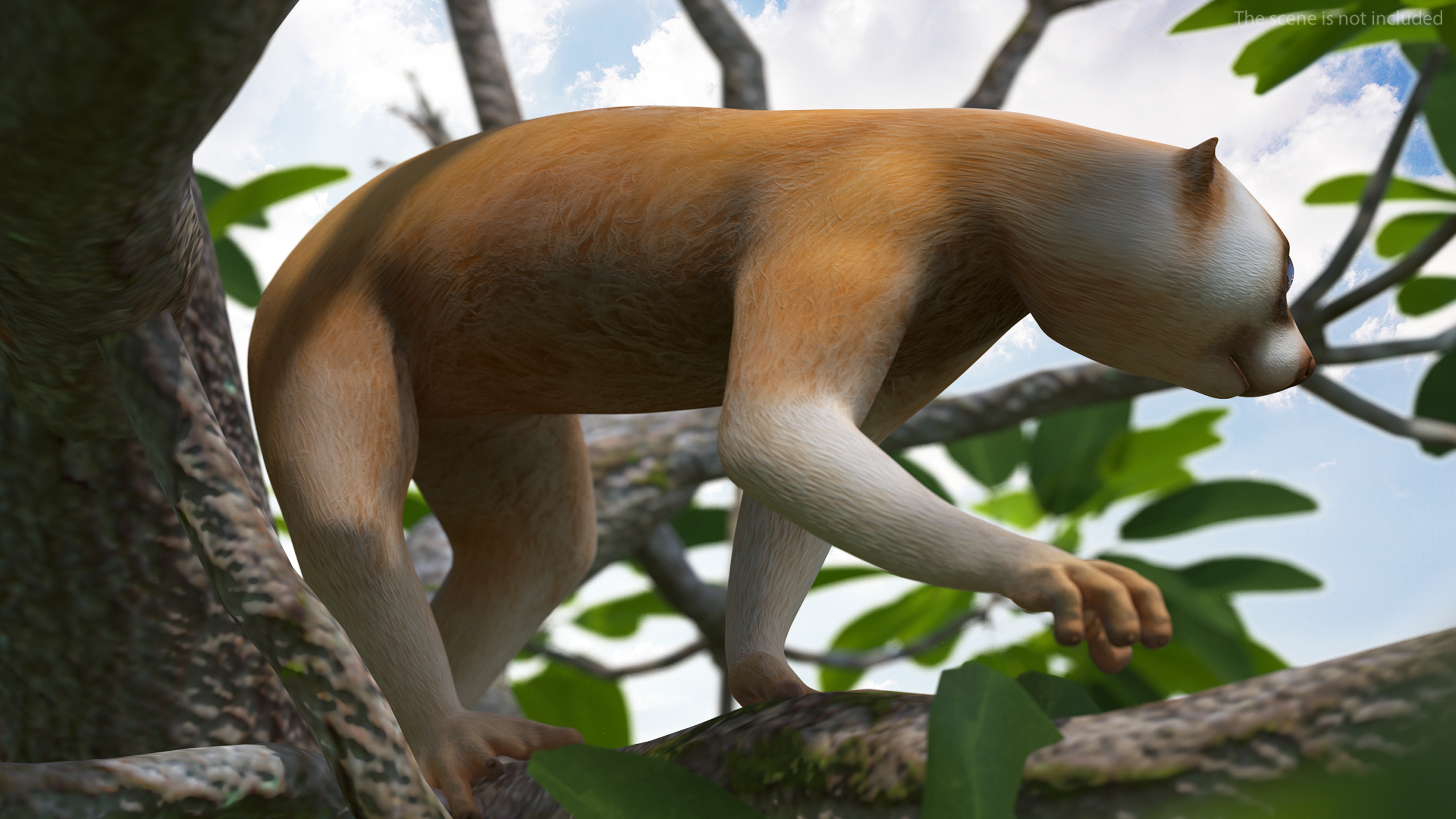 Lemur Slow Loris Rigged for Maya 3D