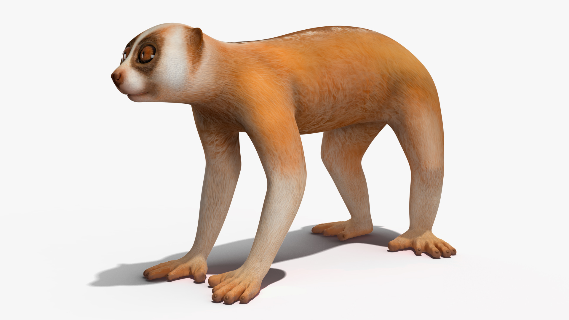 Lemur Slow Loris Rigged for Maya 3D