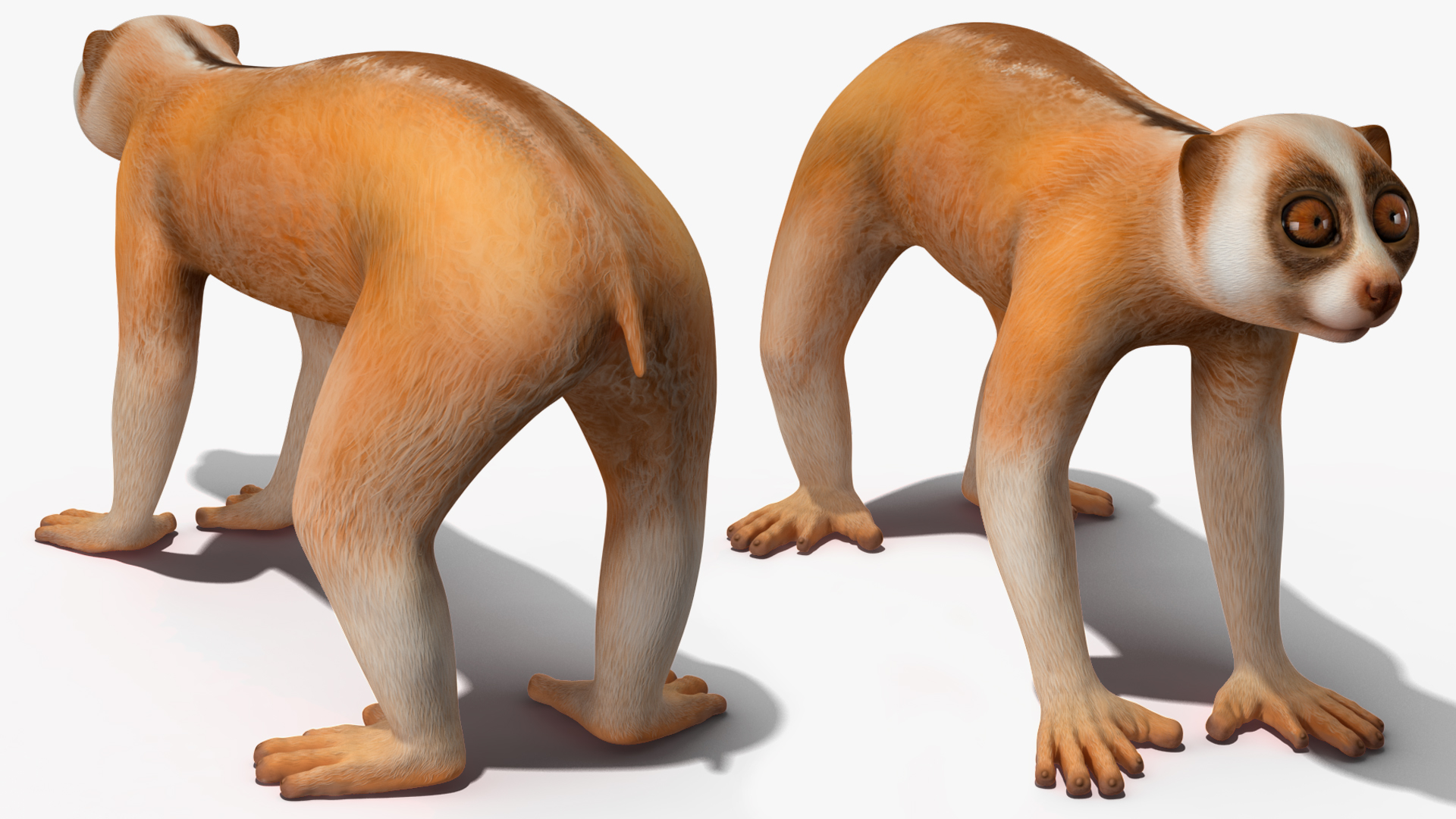 Lemur Slow Loris Rigged for Maya 3D